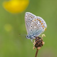 Common Blue 5 